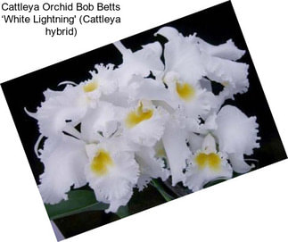 Cattleya Orchid Bob Betts ‘White Lightning\' (Cattleya hybrid)