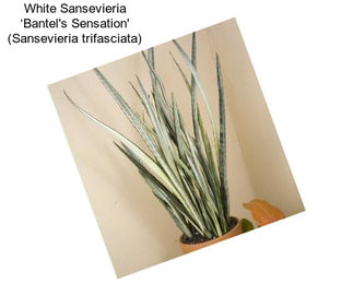 White Sansevieria ‘Bantel\'s Sensation\' (Sansevieria trifasciata)