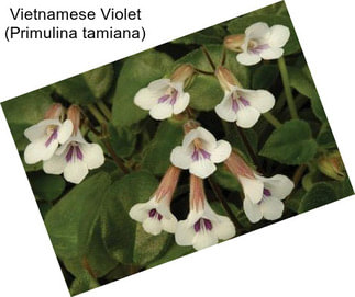Vietnamese Violet (Primulina tamiana)