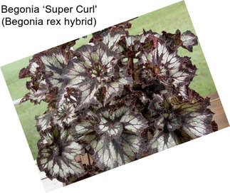 Begonia ‘Super Curl\' (Begonia rex hybrid)