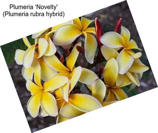 Plumeria ‘Novelty\' (Plumeria rubra hybrid)