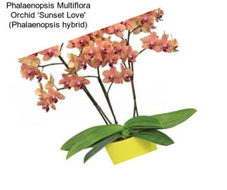 Phalaenopsis Multiflora Orchid ‘Sunset Love\' (Phalaenopsis hybrid)