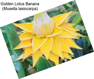 Golden Lotus Banana (Musella lasiocarpa)