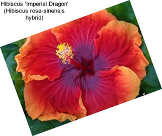 Hibiscus ‘Imperial Dragon\' (Hibiscus rosa-sinensis hybrid)