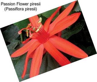 Passion Flower piresii (Passiflora piresii)