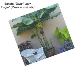 Banana ‘Dwarf Lady Finger\' (Musa acuminata)