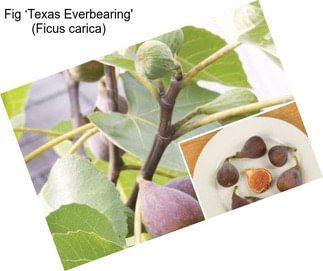 Fig ‘Texas Everbearing\' (Ficus carica)