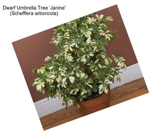 Dwarf Umbrella Tree ‘Janine\' (Schefflera arboricola)