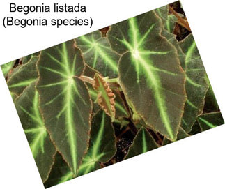 Begonia listada (Begonia species)