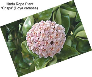 Hindu Rope Plant ‘Crispa\' (Hoya carnosa)