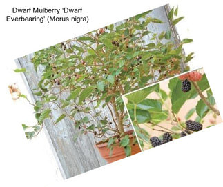 Dwarf Mulberry ‘Dwarf Everbearing\' (Morus nigra)