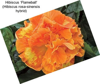 Hibiscus ‘Flameball\' (Hibiscus rosa-sinensis hybrid)