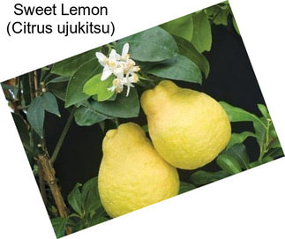 Sweet Lemon (Citrus ujukitsu)