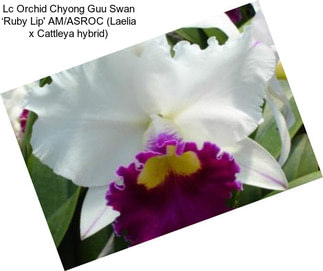 Lc Orchid Chyong Guu Swan ‘Ruby Lip\' AM/ASROC (Laelia x Cattleya hybrid)