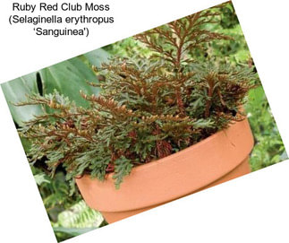 Ruby Red Club Moss (Selaginella erythropus ‘Sanguinea\')