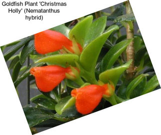 Goldfish Plant \'Christmas Holly\' (Nematanthus hybrid)