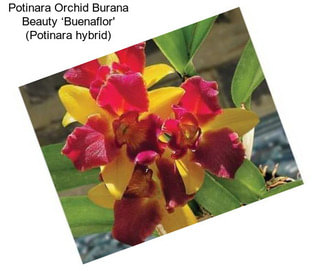 Potinara Orchid Burana Beauty ‘Buenaflor\' (Potinara hybrid)