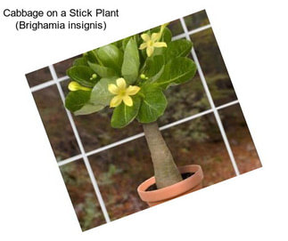 Cabbage on a Stick Plant (Brighamia insignis)