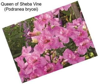 Queen of Sheba Vine (Podranea brycei)