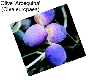 Olive ‘Arbequina\' (Olea europaea)