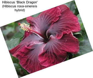 Hibiscus ‘Black Dragon\' (Hibiscus rosa-sinensis hybrid)