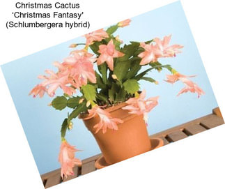 Christmas Cactus ‘Christmas Fantasy\' (Schlumbergera hybrid)