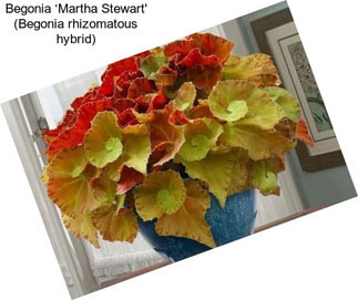 Begonia ‘Martha Stewart\' (Begonia rhizomatous hybrid)