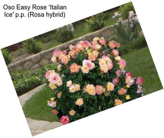 Oso Easy Rose ‘Italian Ice\' p.p. (Rosa hybrid)