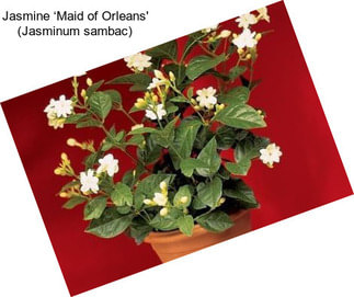 Jasmine ‘Maid of Orleans\' (Jasminum sambac)