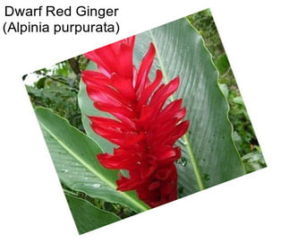Dwarf Red Ginger (Alpinia purpurata)