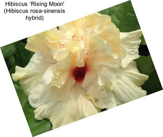 Hibiscus ‘Rising Moon\' (Hibiscus rosa-sinensis hybrid)