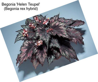 Begonia \'Helen Teupel\' (Begonia rex hybrid)
