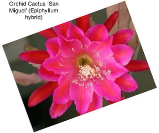 Orchid Cactus ‘San Miguel\' (Epiphyllum hybrid)