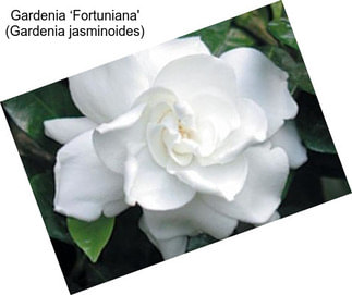 Gardenia ‘Fortuniana\' (Gardenia jasminoides)