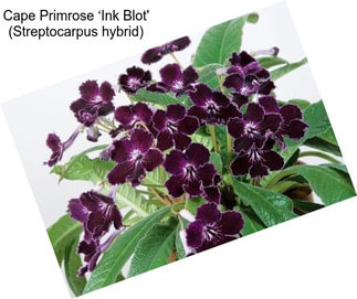 Cape Primrose ‘Ink Blot\' (Streptocarpus hybrid)