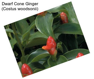 Dwarf Cone Ginger (Costus woodsonii)
