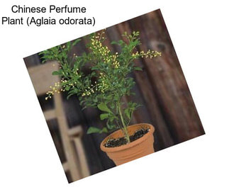 Chinese Perfume Plant (Aglaia odorata)