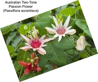 Australian Two-Tone Passion Flower (Passiflora aurantiaca)