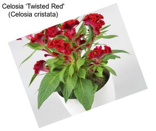 Celosia ‘Twisted Red\' (Celosia cristata)