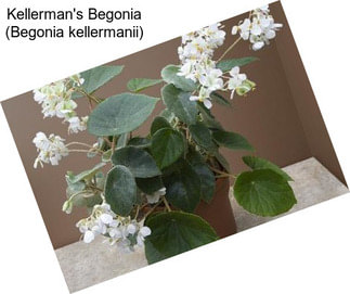 Kellerman\'s Begonia (Begonia kellermanii)