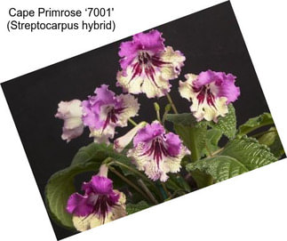 Cape Primrose ‘7001\' (Streptocarpus hybrid)