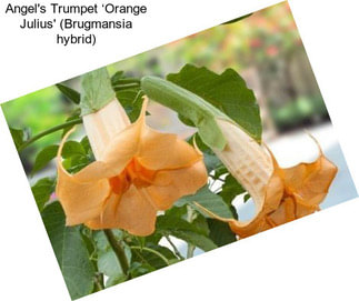 Angel\'s Trumpet ‘Orange Julius\' (Brugmansia hybrid)