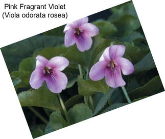 Pink Fragrant Violet (Viola odorata rosea)