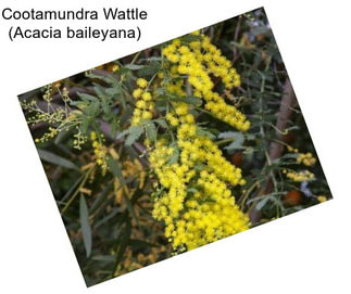 Cootamundra Wattle (Acacia baileyana)