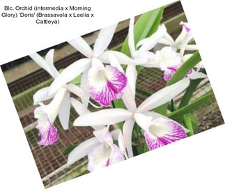 Blc. Orchid (intermedia x Morning Glory) ‘Doris\' (Brassavola x Laelia x Cattleya)