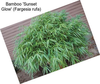 Bamboo \'Sunset Glow\' (Fargesia rufa)