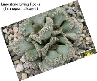 Limestone Living Rocks (Titanopsis calcarea)