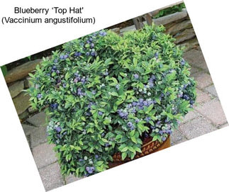 Blueberry ‘Top Hat\' (Vaccinium angustifolium)