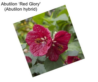 Abutilon ‘Red Glory\' (Abutilon hybrid)
