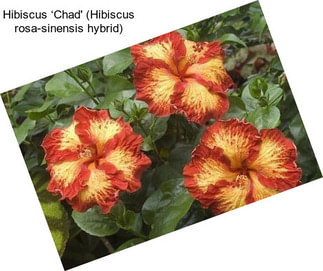 Hibiscus ‘Chad\' (Hibiscus rosa-sinensis hybrid)